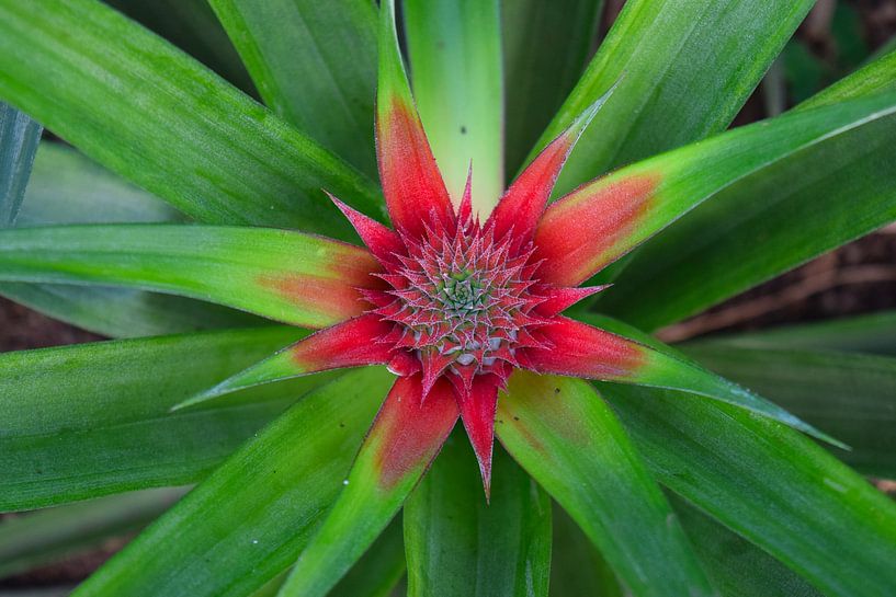 Gros plan d'un ananas en fleurs vu du dessus par Studio LE-gals