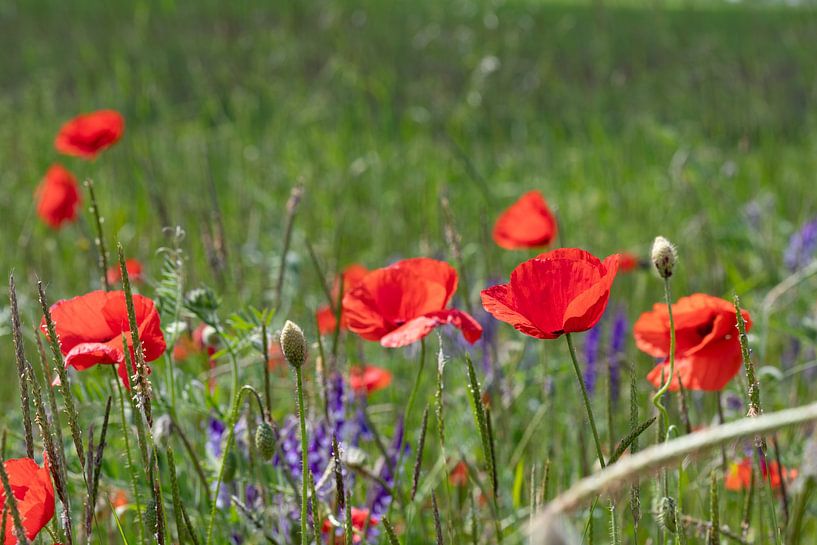 Mohnblumen auf einem Feld in Deutschland von de-nue-pic