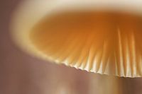 Paddenstoel abstract nummer 1