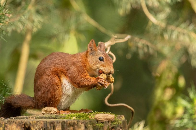 Squirrel with peanut by Tanja van Beuningen