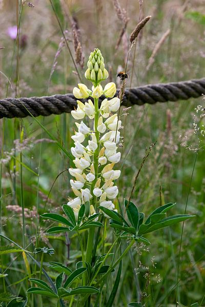 Bei der Blume von Hans Aanen