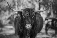 Highland cattle Black & White