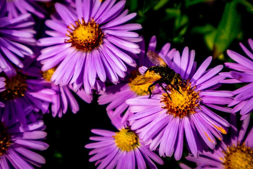 Wunderschöne Blütenpracht im heimischen Garten von Oliver Hlavaty