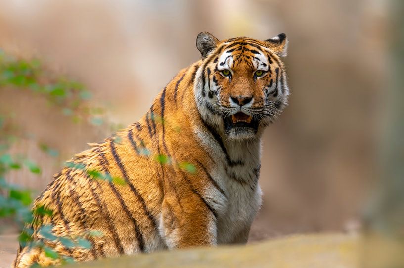 Amur Tiger sitzt und schaut in die Kamera von Mario Plechaty Photography