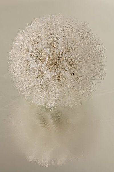 Rustikale warme Atmosphäre: Flusenball spiegelt sich in wässriger Oberfläche von Marjolijn van den Berg