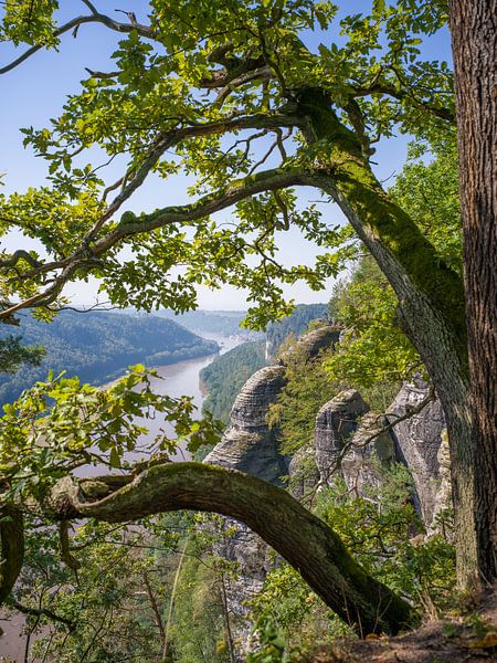 Blick auf das Elbtal in der Nähe der Bastei- Sächsische Schweiz (Elbsandsteingebirge) von t.ART