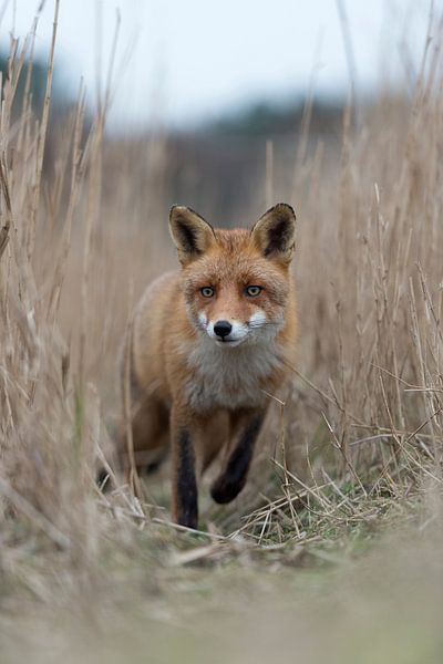 Red Fox ( Vulpes vulpes ) coming closer on a fox path through high, dry reed grass, low point of vie by wunderbare Erde