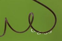 Wassertropfen auf der Ranke einer Passionsblume