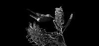 Le colibri et la fleur en noir et blanc