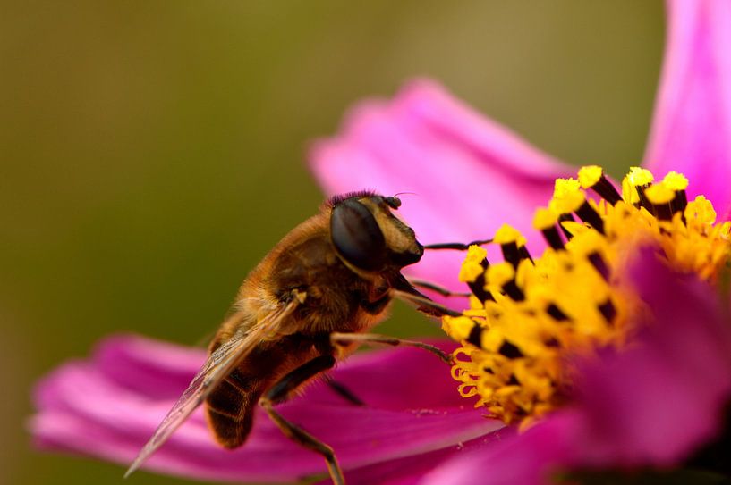 Un papillon en vol stationnaire sur une fleur par Gerard de Zwaan