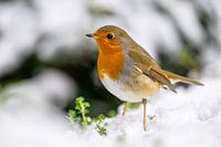 Rotkehlchen im Schnee