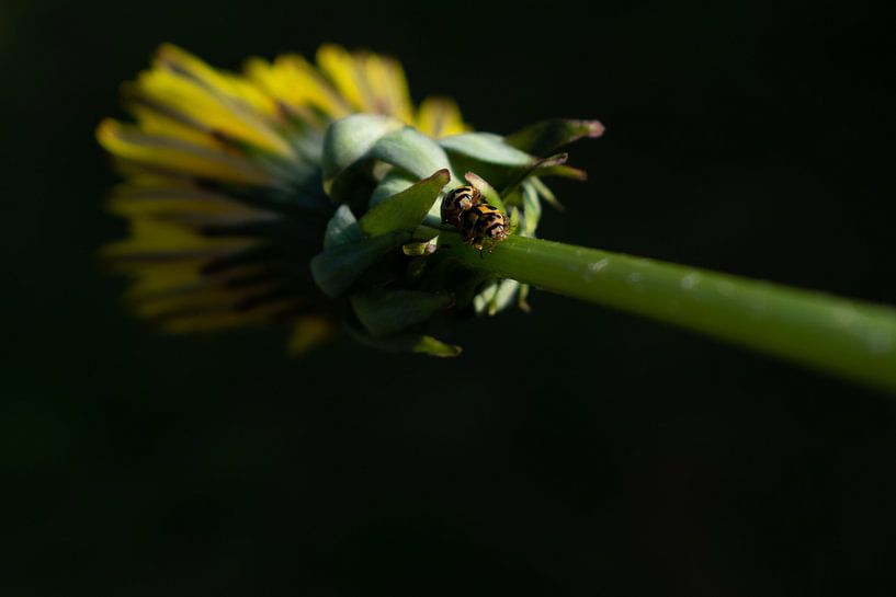 Gele lieveheersbeestjes par Matani Foto