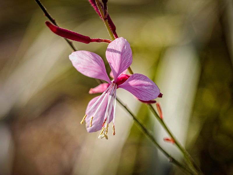 Gaura par Rob Boon