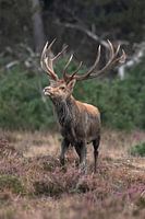 Un cerf rouge sur la Veluwe