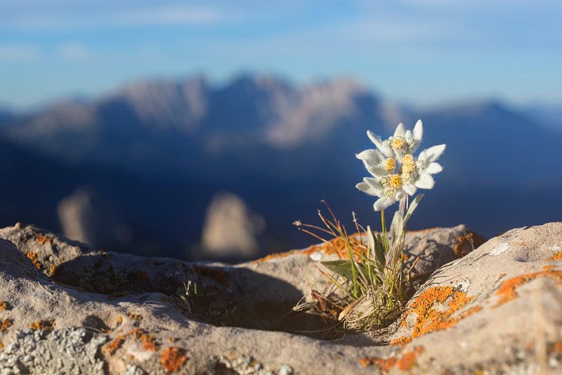 Edelweiß in den Alpen von Dieter Meyrl