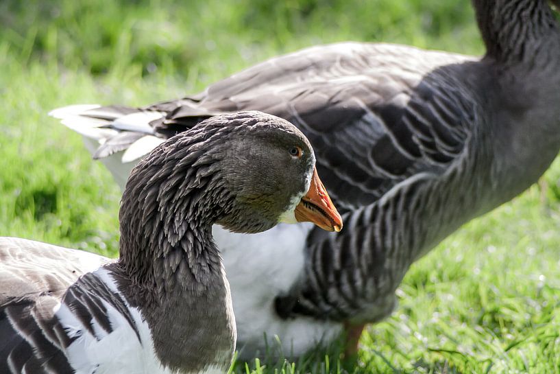 Ganzen von Chris Tijsmans