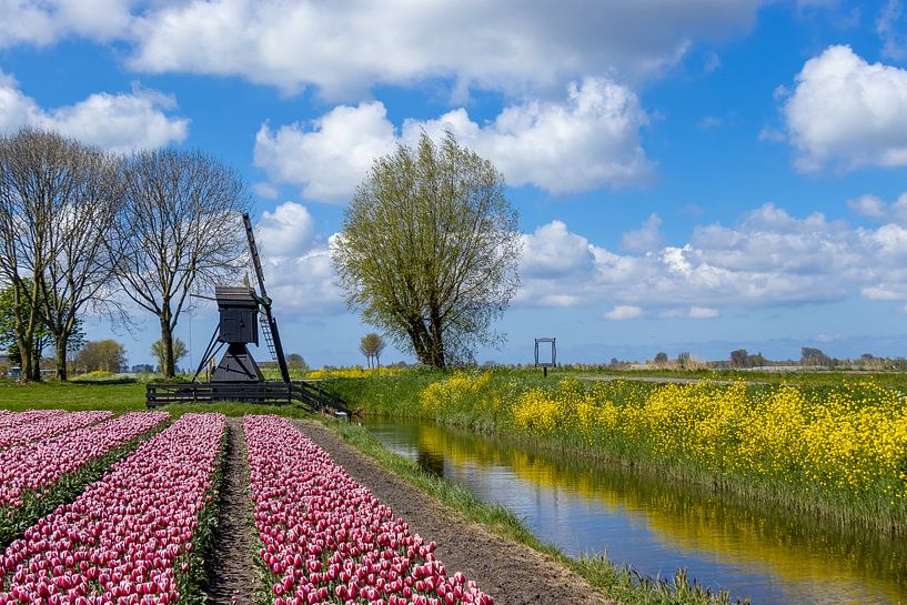 Champ de tulipes en Hollande septentrionale par Willie.Photography