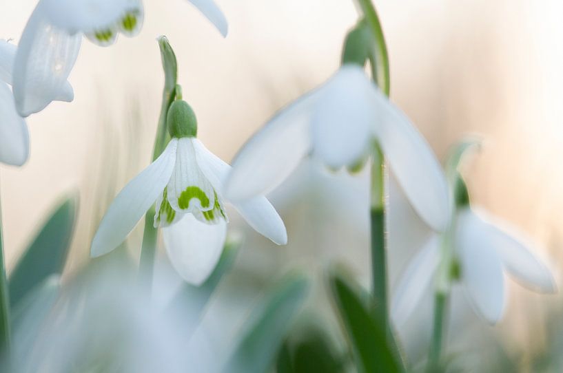 Snowdrops by Elles Rijsdijk