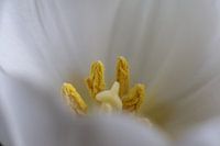 Close up of a white tulip