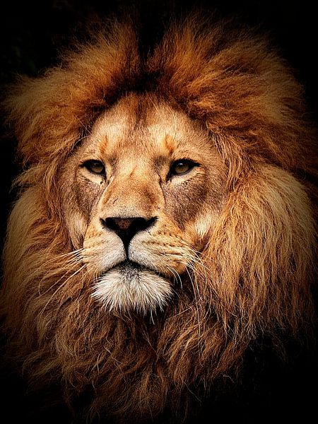Lion - Portrait par Reiner Borner