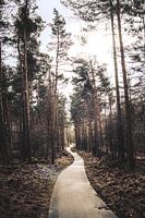 Chemin à travers la Veluwe