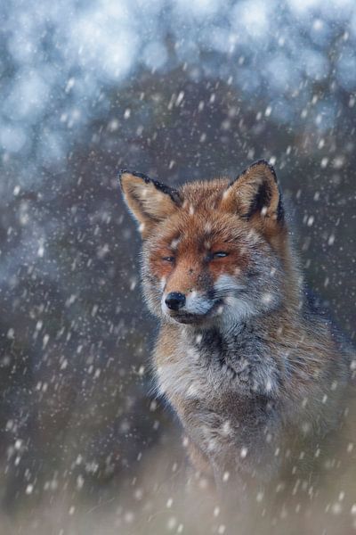 Vos in de sneeuw par Daan de Vos