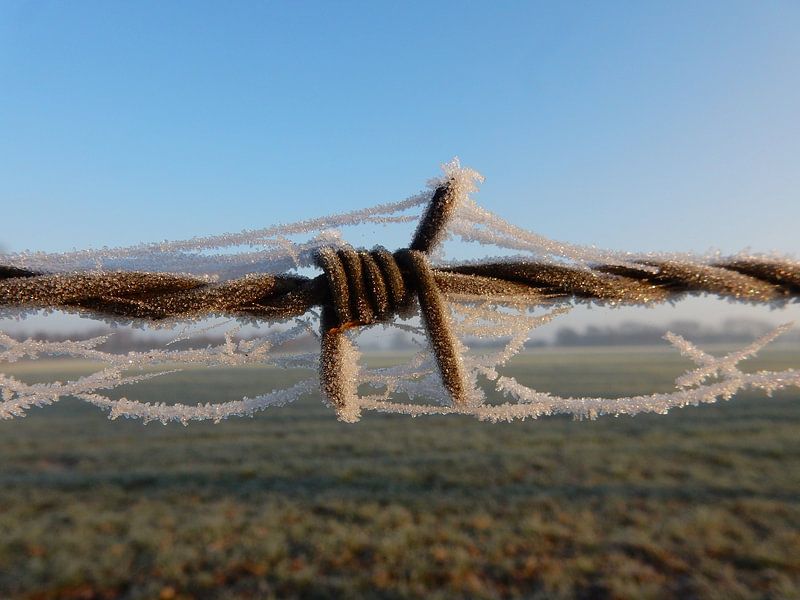 Barbed wire with hoarfrost by Joke te Grotenhuis