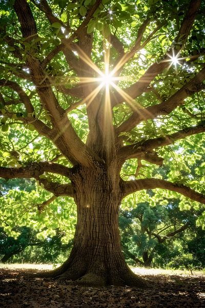 Sun rays through a majestic tree by Art & Soul Creations