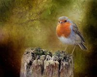 Foto eines Rotkehlchens, Malerisch, Orange, Grau, Grün, Braun