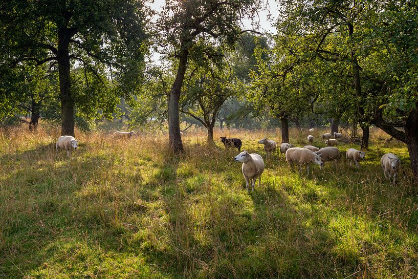 Moutons broutant entre les arbres par Ruud Morijn