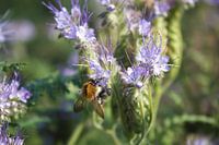 Bumblebee on phacelia