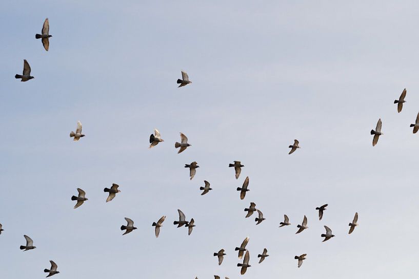 birds by Artisticcreationsbyramona