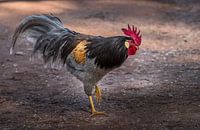 The proud rooster - colour explosion in morning light