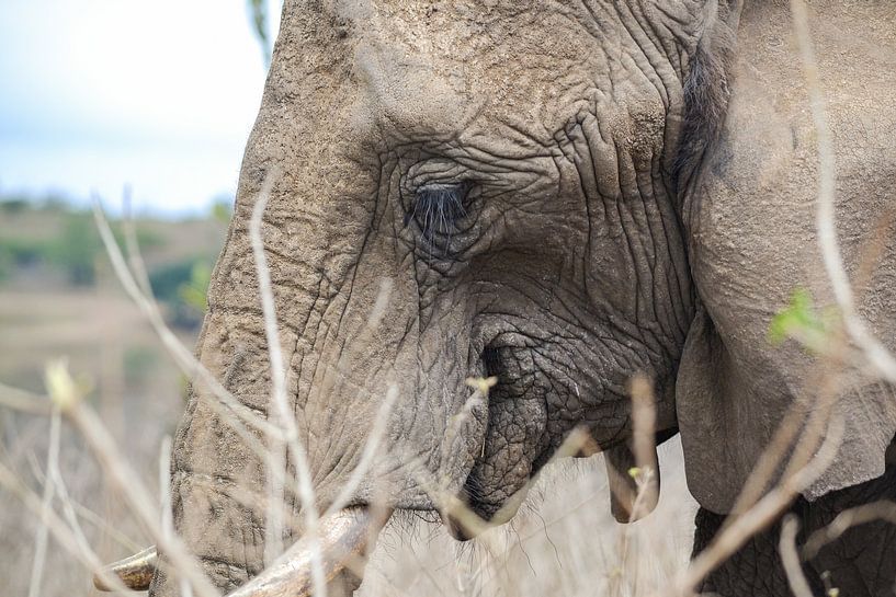 Éléphant par Naomi Roos