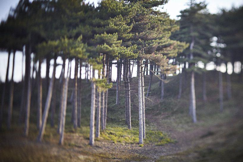 Forêt de conte de fées Neerlandaise par Karel Ham