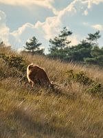 What the Old Masters Saw