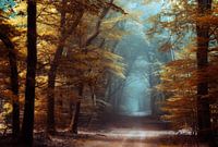 Sieht aus wie Herbst.