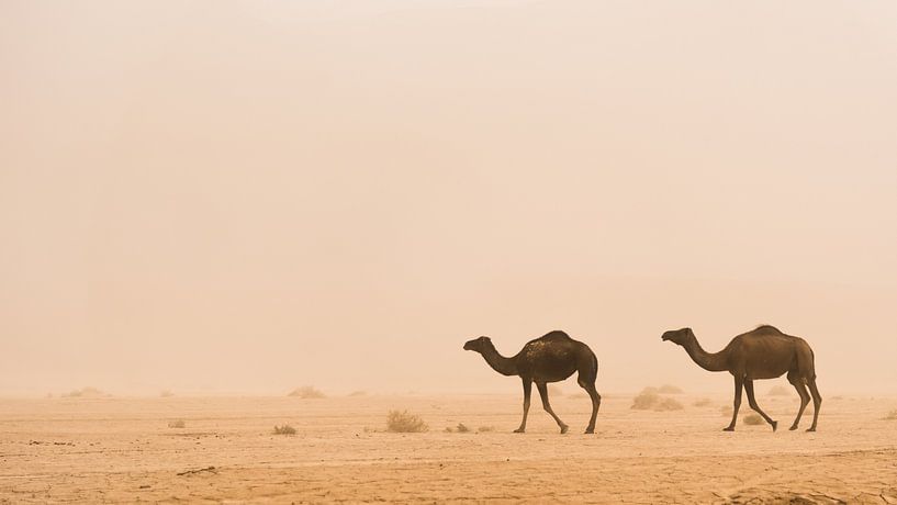 Wüste #1 von Herwin Wielink