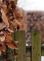 Houten hekje tegen de beukenhaag