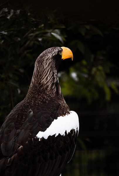 Steller's sea eagle by Design Wall Arts