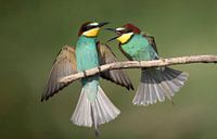 Vechtende Bijeneters