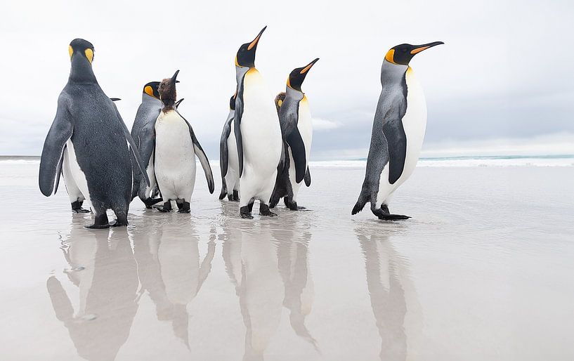 Königspinguin-Gruppe von Joan Gil Raga