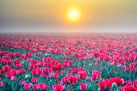Mistige tulpen bij zonsopkomst