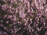 La lande de Posbank en fleurs 2