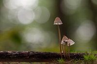 little family mycena
