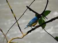 Gekleurde vogel in Iguazu