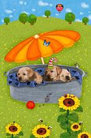 Meine lustigen Hunde Tim, Tom und Teddy