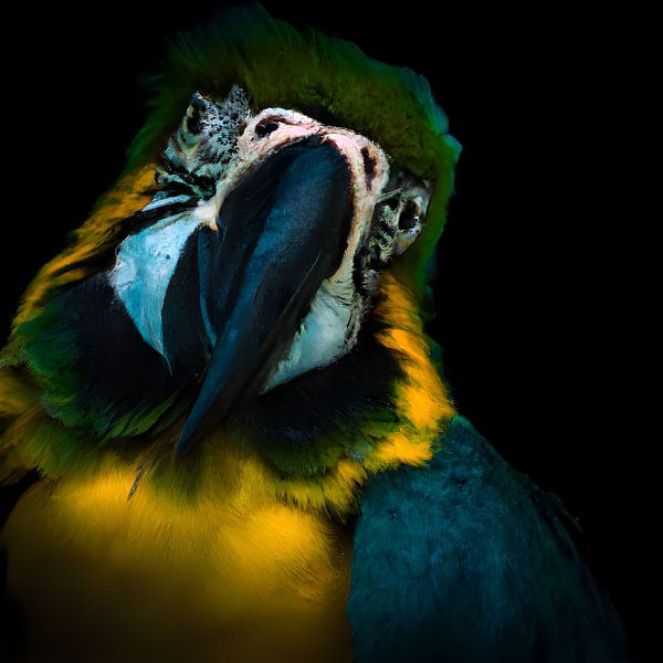 ein freundlicher Papagei von Jacco Hinke