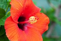 Fleur d'hibiscus rouge