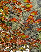 Été indien - Automne canadien